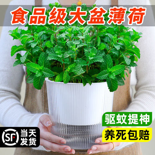 可食用大盆薄荷盆栽A级大苗室内驱蚊绿植迷迭香猫薄荷叶香草植物