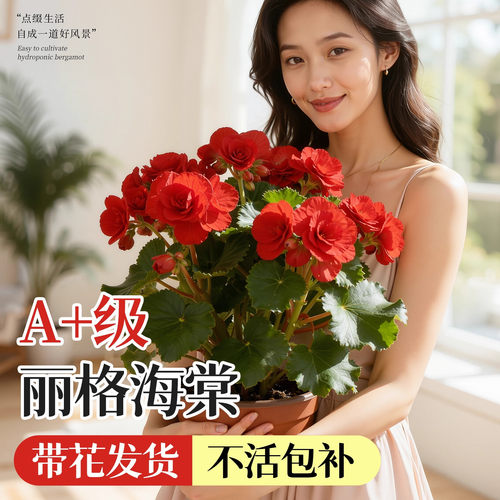 重瓣大花丽格海棠花盆栽带花苞开花不断玫瑰玻璃海棠室内阳台花卉