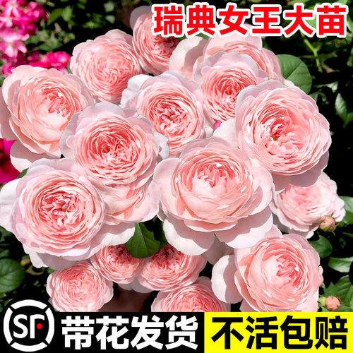 瑞典女王月季花盆栽大苗可爬藤灌木蔷薇阳台庭院四季植物玫瑰花卉