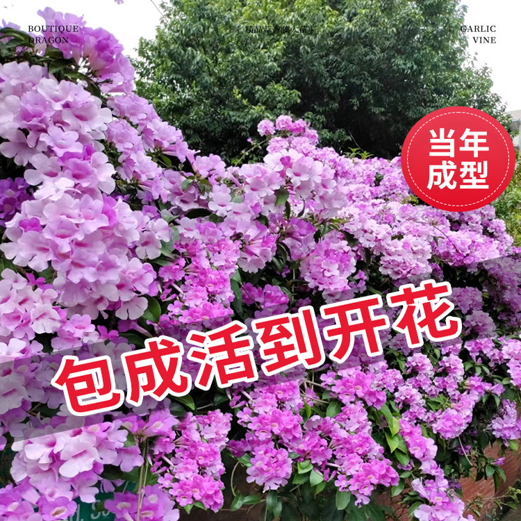 蒜香藤花苗驱蚊植物室外带花苞紫藤爬藤绿植盆栽花卉庭院四季开花