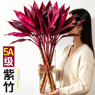 紫竹鸿运竹水培植物富贵竹粗杆带根水养招财竹子客厅室内桌面绿植