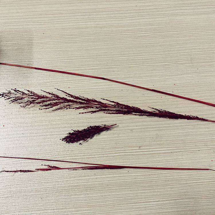 Bougie - Ref 2488425 Image 5