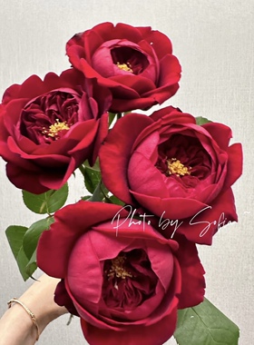 铃兰家 | 芍药红 peony red 网红深红自带珠光玫瑰花苗月季多季开