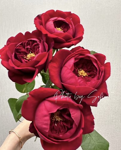 芍药红peonyred花苗盆栽