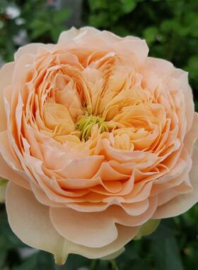 铃兰家 |  甜蜜哈珀  sweet harper 2024荷兰超新品月季花苗灌木