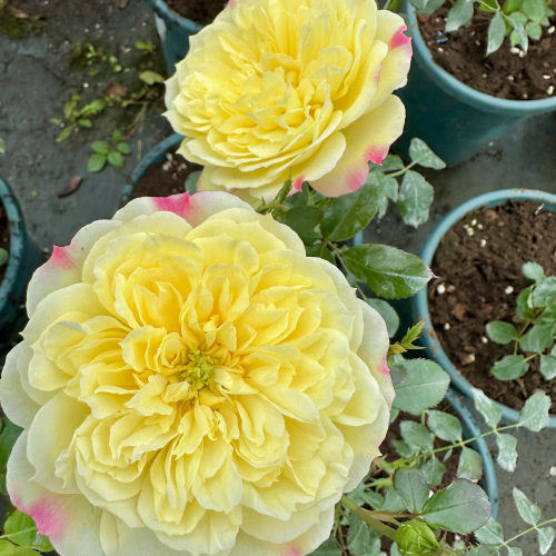 小兔兔RabbitLop月季花苗盆栽