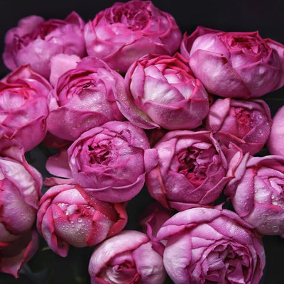 伊芙伯爵YvesPiaget浓香月季苗