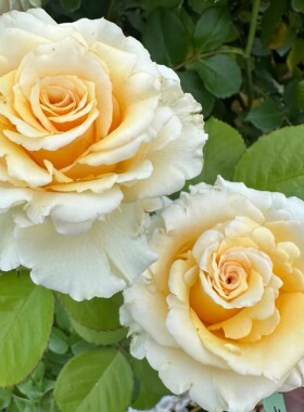 铃兰家 |  珍珠光泽 pearl finess 厄瓜多尔超新品月季花苗盆栽