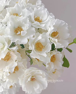 铃兰家 | 婚纱 日本玫瑰花苗白色新品多头小清新盆栽多季节开花