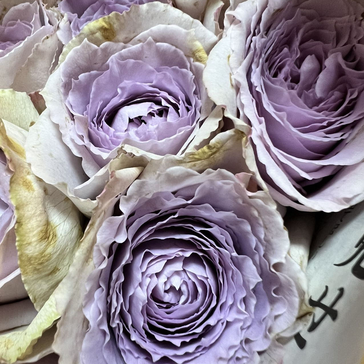 淡紫mauve月季超新品灌木盆栽苗