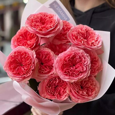 糖果印象candyx-pression月季苗