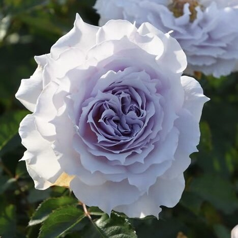 水精灵温蒂尼木村卓功2026月季中香花苗盆栽矮小灌木耐热多季抗病