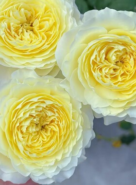 浮光 2026超新品天狼正版授权月季花苗嫩黄灌木多花庭院阳台花卉