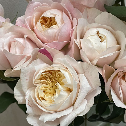 云中花solahana日本新品月季花苗