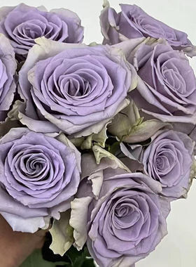 铃兰家 | 震惊蓝 Shocking Blue 惊艳蓝爆蓝月季花苗灌木盆栽植物