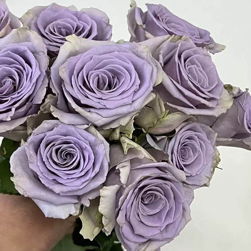 震惊蓝ShockingBlue月季花苗