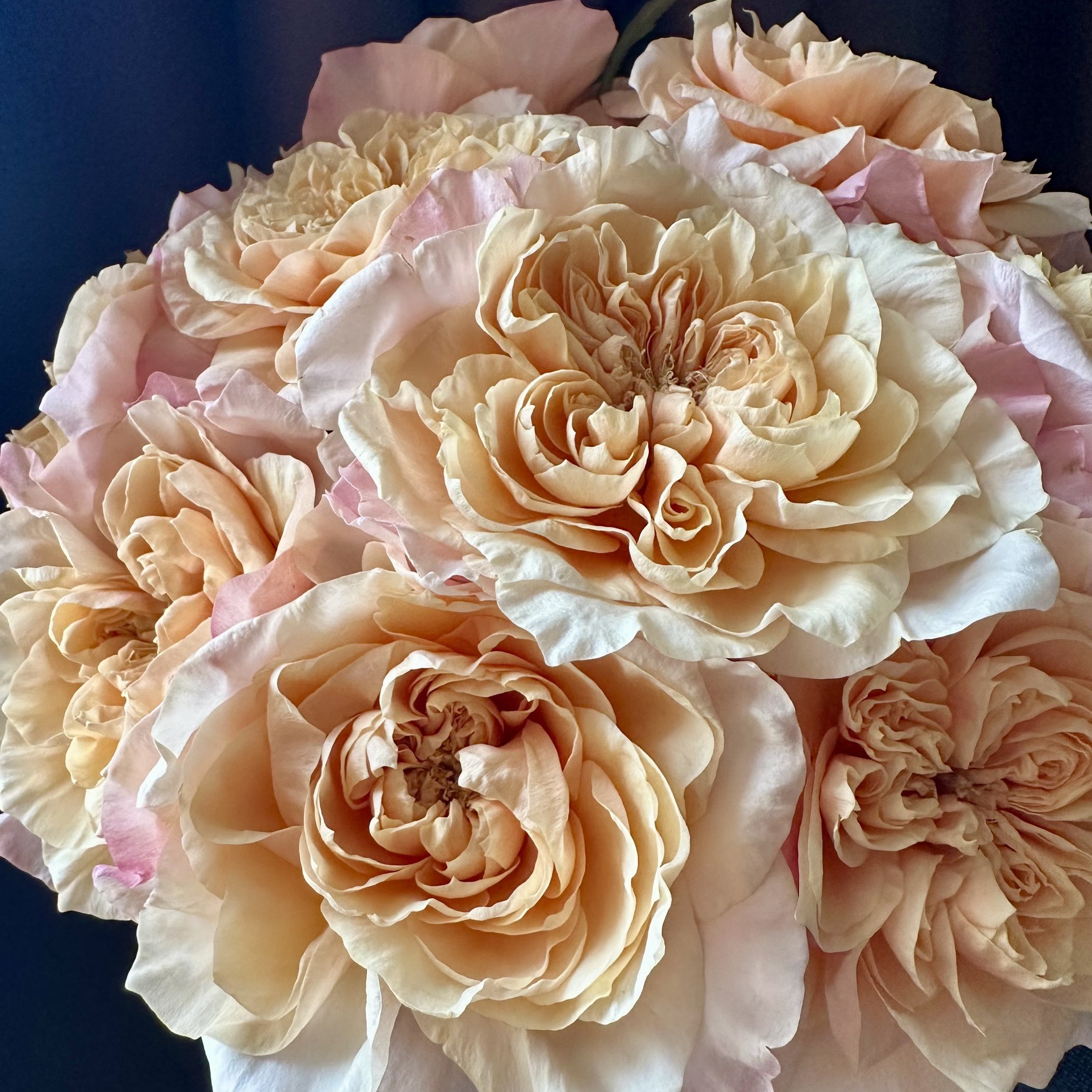 一生issei日本wabara月季花苗