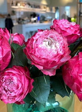 铃兰家 |  红杰克 Red jack 大花红色月季花苗盆栽灌木多季节开