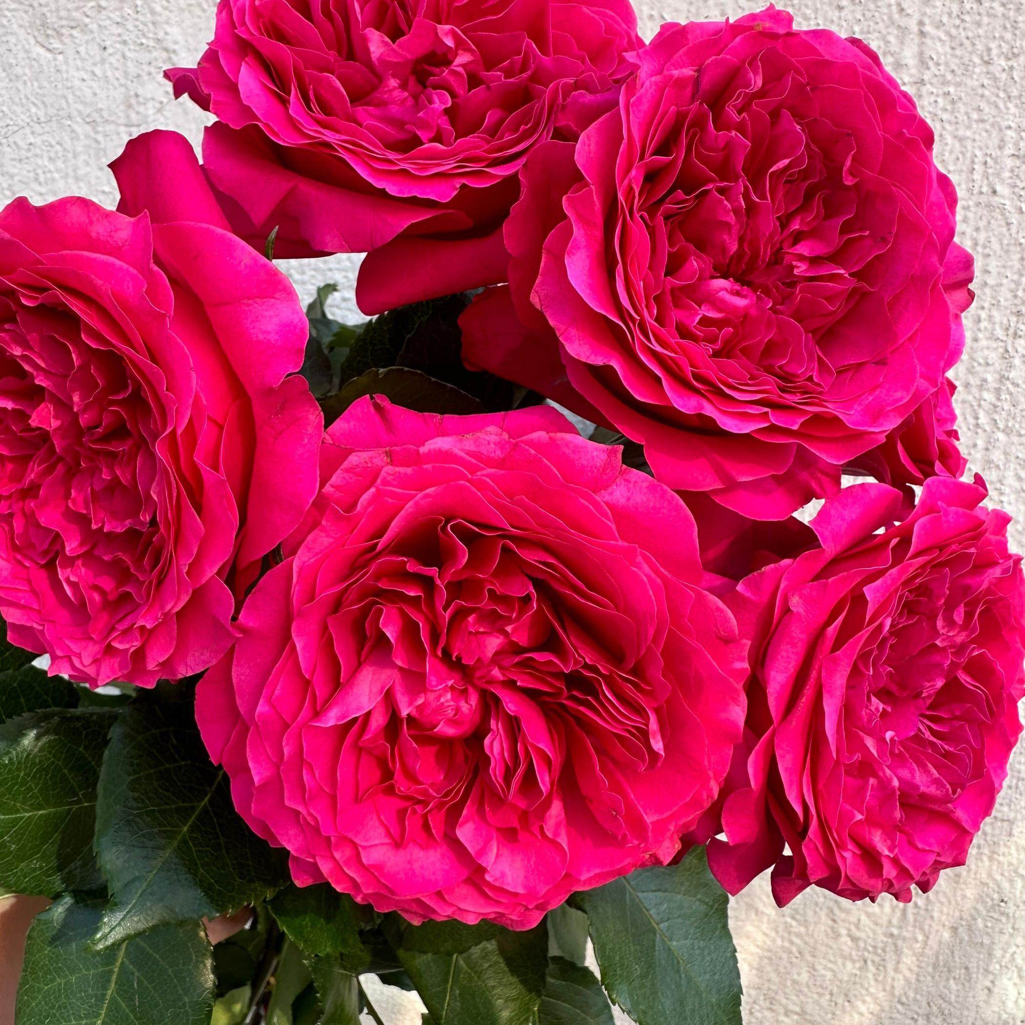 铃兰家 | 赫蒂 Hettie奥斯汀2024超新品切花月季盆栽花苗大花灌木,鲜花速递/花卉仿真/绿植园艺,月季/蔷薇/玫瑰,淘宝优惠券,粉丝福利购,淘宝优惠卷