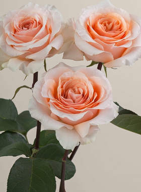 铃兰家 |  幸福 Felicity2025厄瓜多尔超新品月季花苗大花盆栽