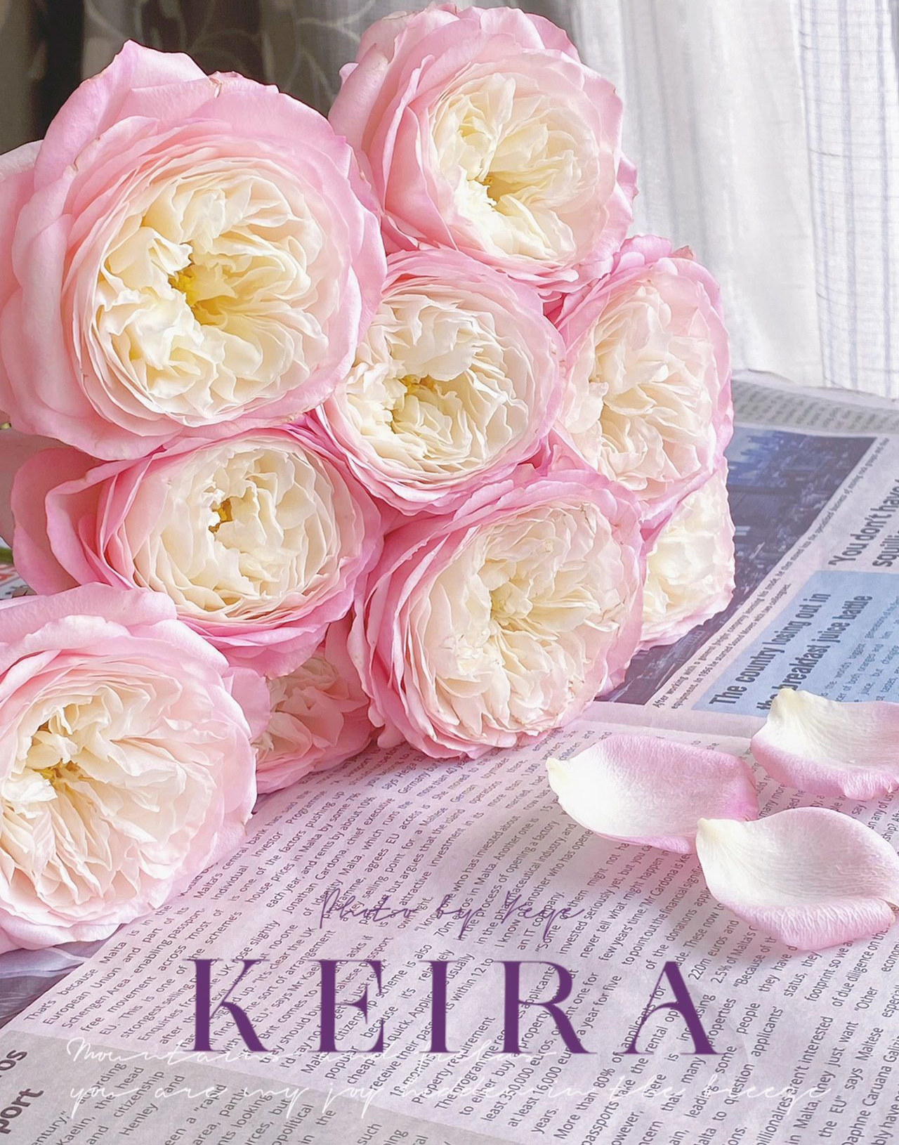 铃兰家 | 凯拉 英国奥斯汀keira切花月季勤花耐热古典香玫瑰花香