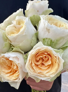 铃兰家 | 白色阴影 Shades of white2024超新品月季花苗灌木植物