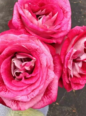 铃兰家 | 卢克索 luxor 月季超新品花苗灌木盆栽 本周特价