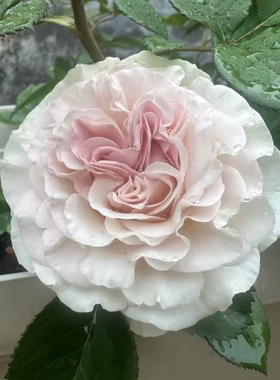 铃兰家 |  银光石 Silverstone2024超新品月季花苗灌木盆栽淡紫色