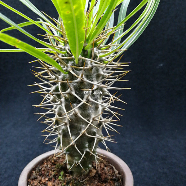 非洲霸王树植物盆栽棒槌树盆栽耐旱沙生植物多肉植物净化空气花卉