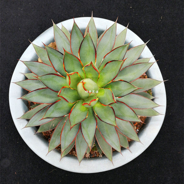 龙蕾龙舌兰科目植物盆栽 品种龙舌兰 带刺品种品种大龙舌兰盆栽