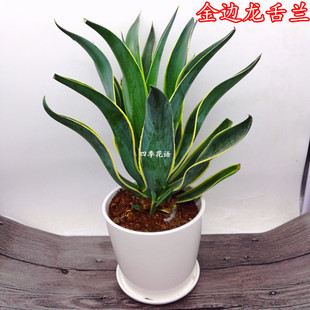 金边龙舌兰盆栽 龙舌兰科植物 室内外阳台客厅庭院净化空气植物