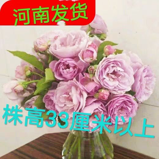 薰衣草花環花束新日系藤本月季藍色爬藤四季開花勤花薔薇少刺花卉在類目 鮮花速遞/花卉仿真/綠植園藝, 花卉/綠植盆栽（新）, 花卉中 - 來自Buy2taobao.com提供專業的淘寶代購服務