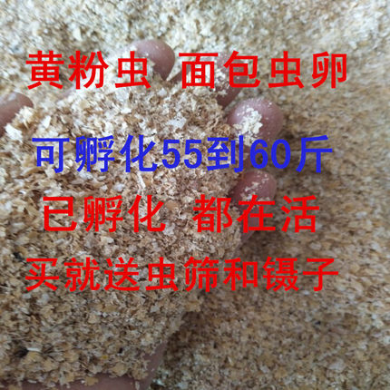 黄粉虫卵面包虫虫卵优质种虫卵、种虫、面包虫虫卵【包邮】包技术