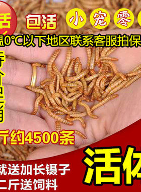 黄粉虫活体面包鹦鹉乌龟金龙鱼