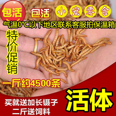黄粉虫活体 面包虫活体鹦鹉鱼乌龟金龙鱼蜘蛛石蛙饲料钓鱼500g