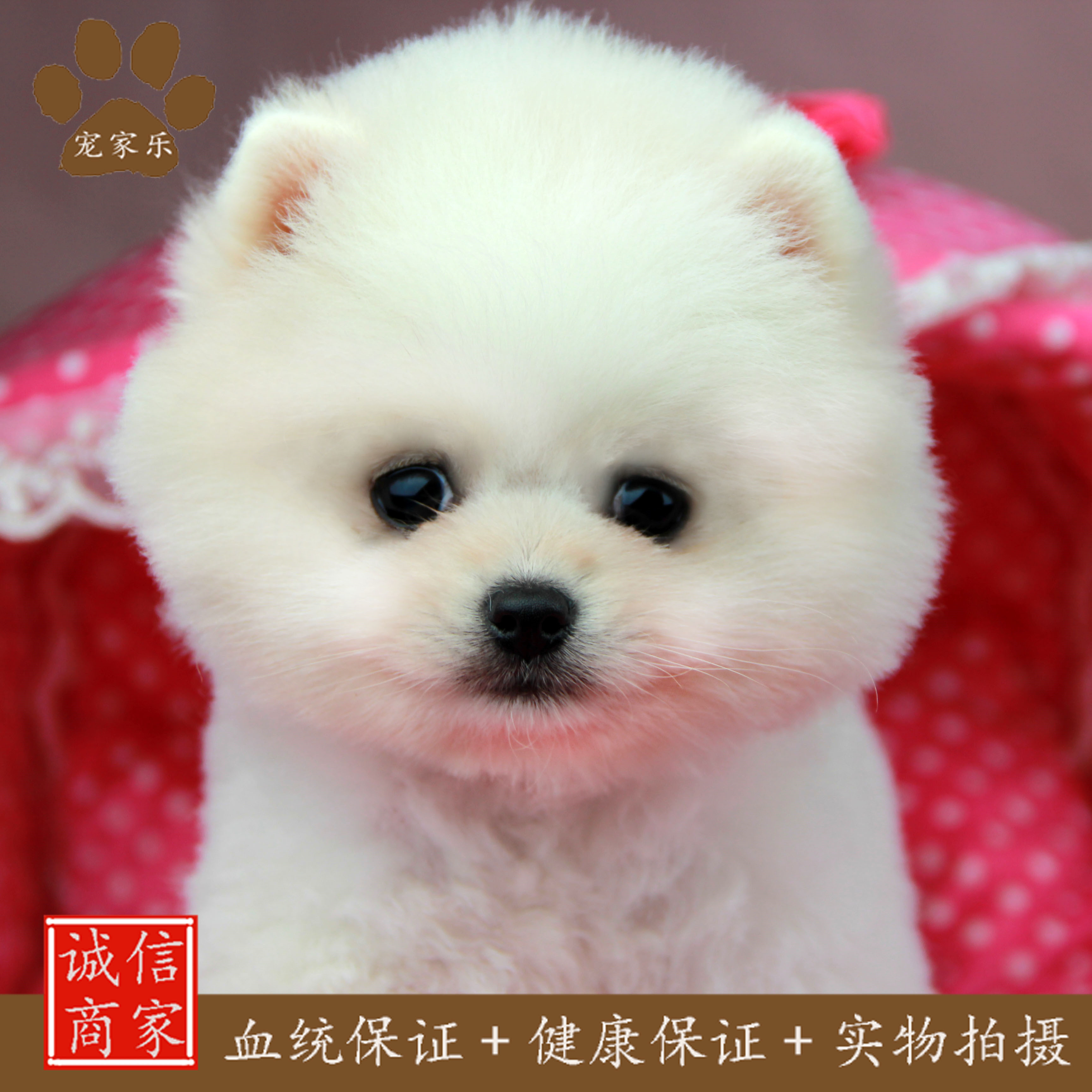 宠家乐出售纯种活体幼犬白色可爱博美长毛玩具犬家养呆萌宠物狗狗