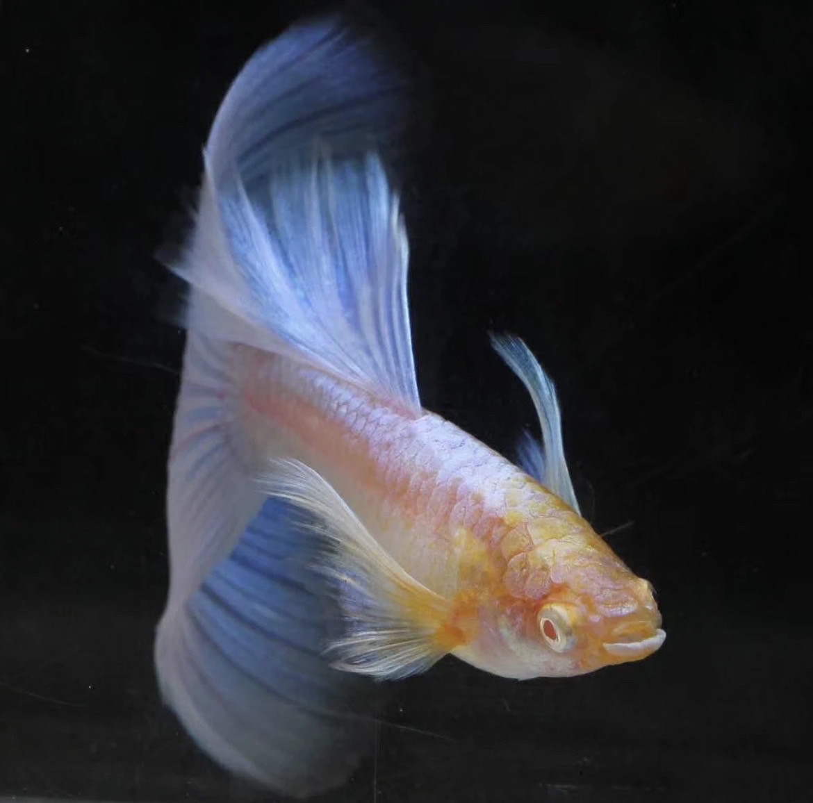 蓝白欧翼飞船孔雀鱼热带淡水观赏鱼