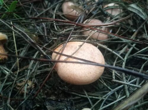 松树菇 松树菌 野生新鲜自采食用毛菌菇天鹅菌高山深林采摘枞树菌 - 封面