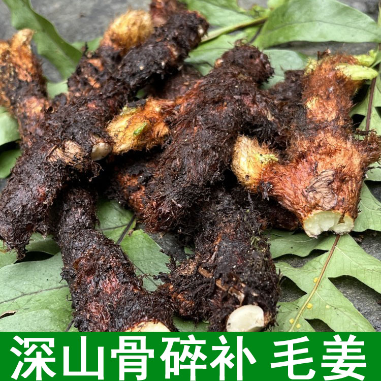 湖南新鲜骨碎补爬岩姜新鲜现摘石岩姜接骨猴姜老毛姜肉碎补