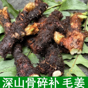 湖南新鲜骨碎补爬岩姜新鲜现摘石岩姜接骨猴姜老毛姜肉碎补