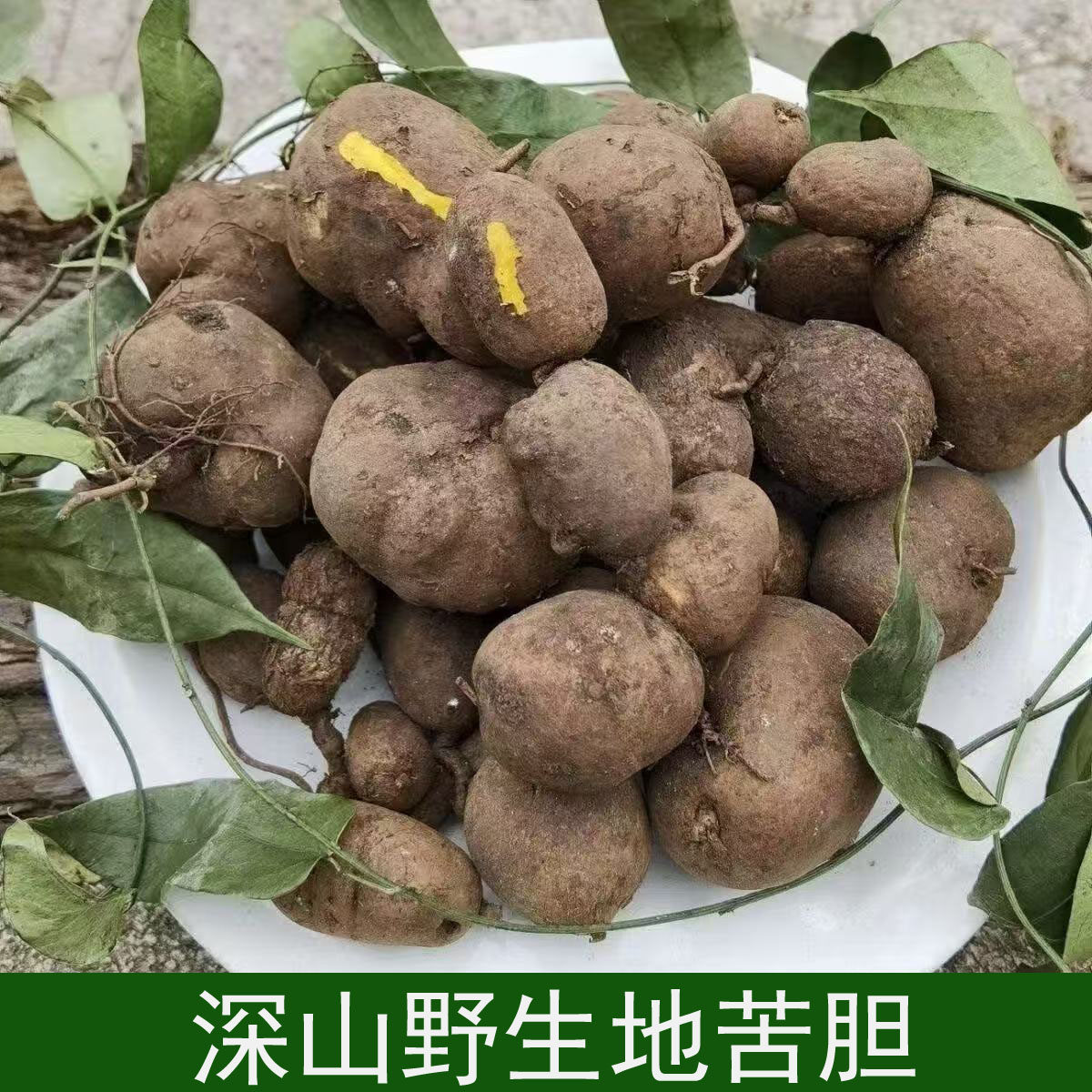 深山野生地苦胆金果榄中药材新鲜九龙胆九牛胆山慈菇茨菇正品苦胆