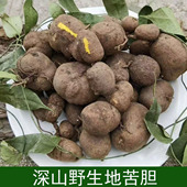 深山野生地苦胆金果榄中药材新鲜九龙胆九牛胆山慈菇茨菇正品 苦胆