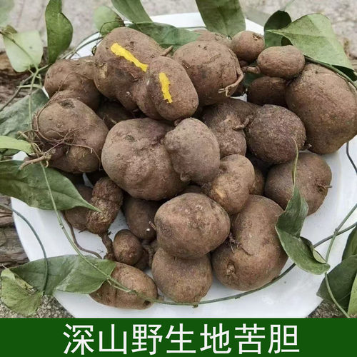 深山野生地苦胆金果榄中药材新鲜九龙胆九牛胆山慈菇茨菇正品苦胆
