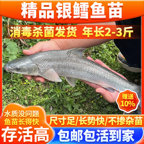 活鱼重庆渔场银鳕鱼苗淡水养殖