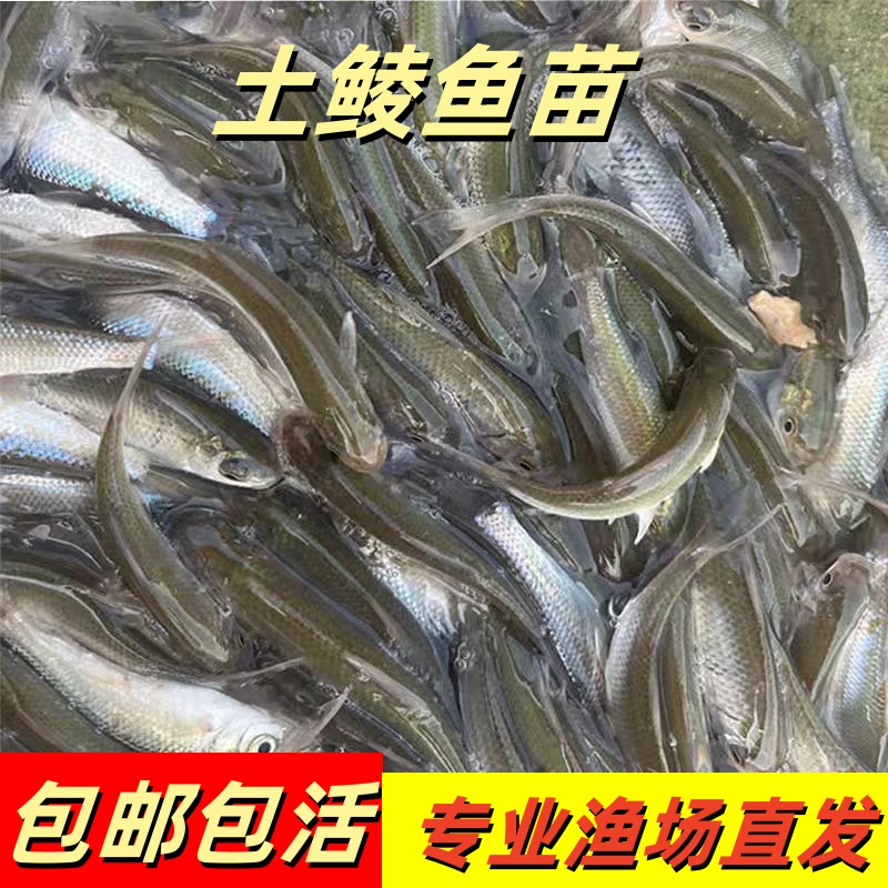 正宗土鲮鱼苗好养耐活鱼苗可食用鱼渔场直发包邮包活