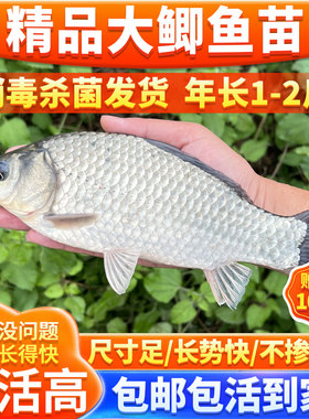 重庆鱼苗中科冷淡水鲫鱼苗