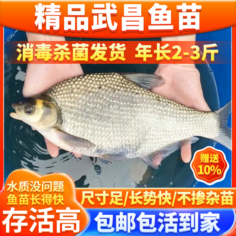 特大武昌鱼苗鳊鱼苗淡水养殖食用扁鱼苗活体鱼三角鲂团头鲂边鱼苗 宠物/宠物食品及用品 鱼 原图主图