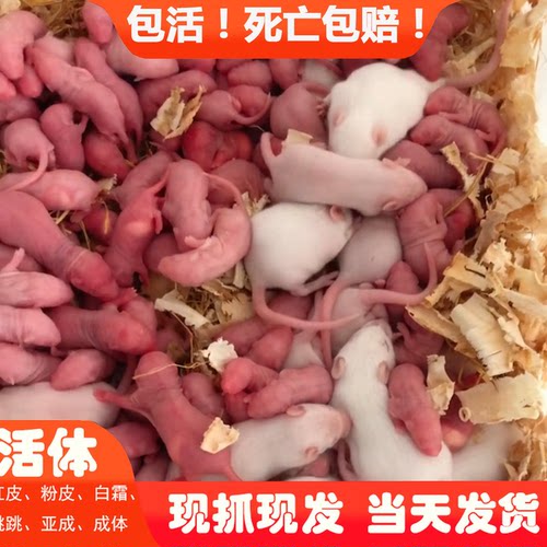 顺丰包活红皮乳鼠老鼠幼崽+冷冻
