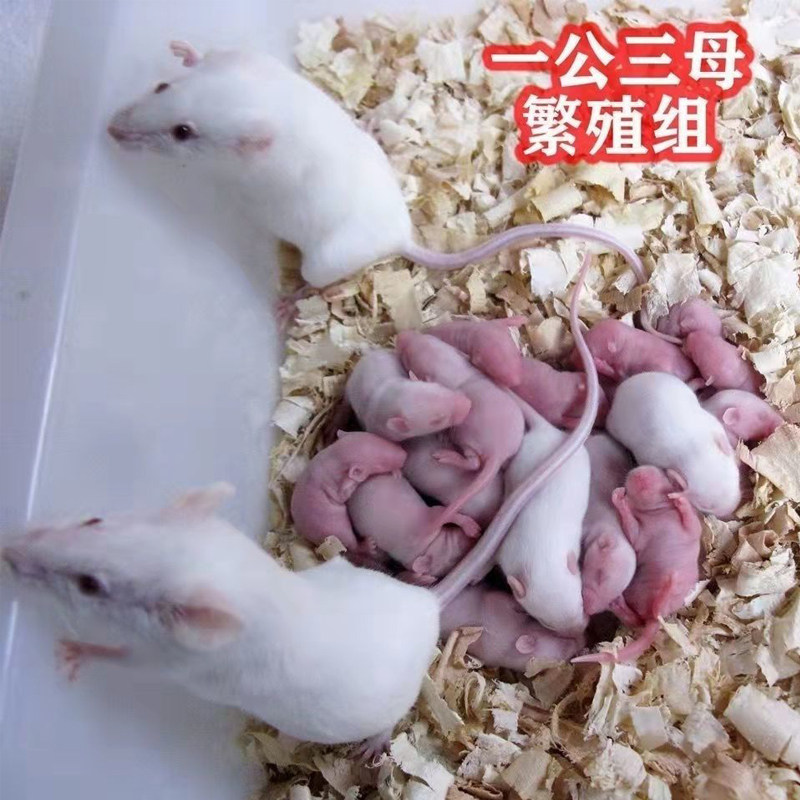 小白鼠宠物蛇食物繁殖鼠种鼠怀孕成体一公三母老鼠幼崽繁殖组活