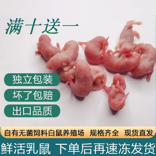 无菌冷冻小白鼠活体乳鼠